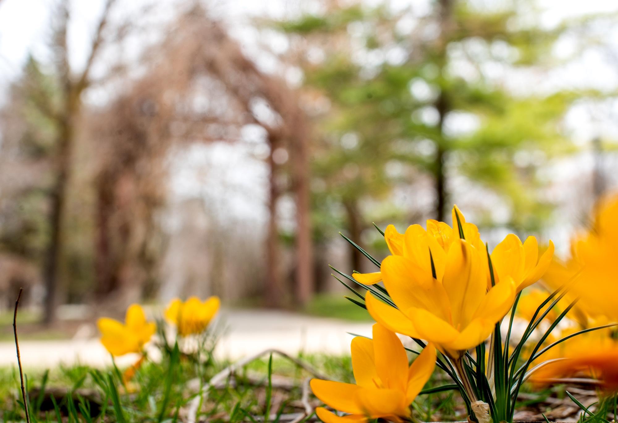 Yellow Flowers